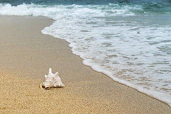 White seashell on sandy beach with ocean waves