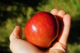 Hand Holding Fresh Red Apple in Sunlight