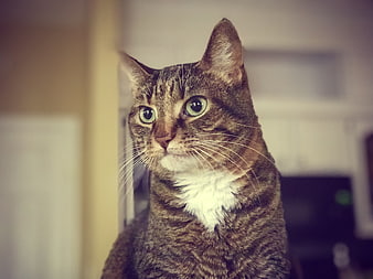 Close-up portrait of a brown tabby cat with green eyes