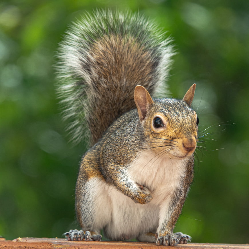 Cute Squirrel Portrait with Fluffy Tail on Wooden Surface
