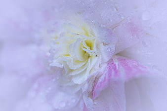 Macro Close-Up of Pink Flower with Water Droplets