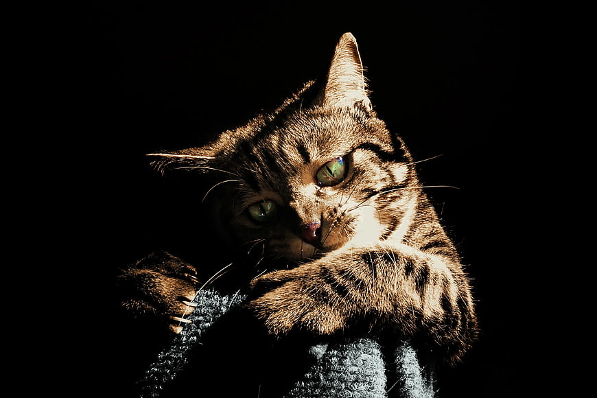 Dramatic Close-Up of Brown Tabby Cat in Shadows
