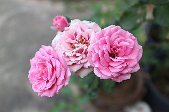 Close-up of blooming pink roses in a garden