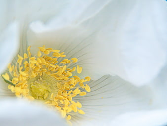 Macro Close-Up of White Flower with Yellow Stamen