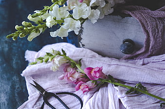 Rustic floral still life with snapdragons and vintage scissors