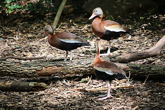 Three Black-bellied Whistling Ducks on Forest Floor