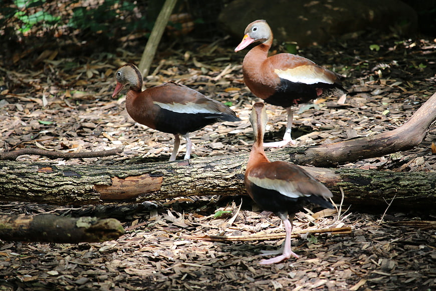 Three Black-bellied Whistling Ducks on Forest Floor