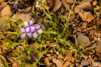 Purple wildflowers blooming among rocks and green leaves