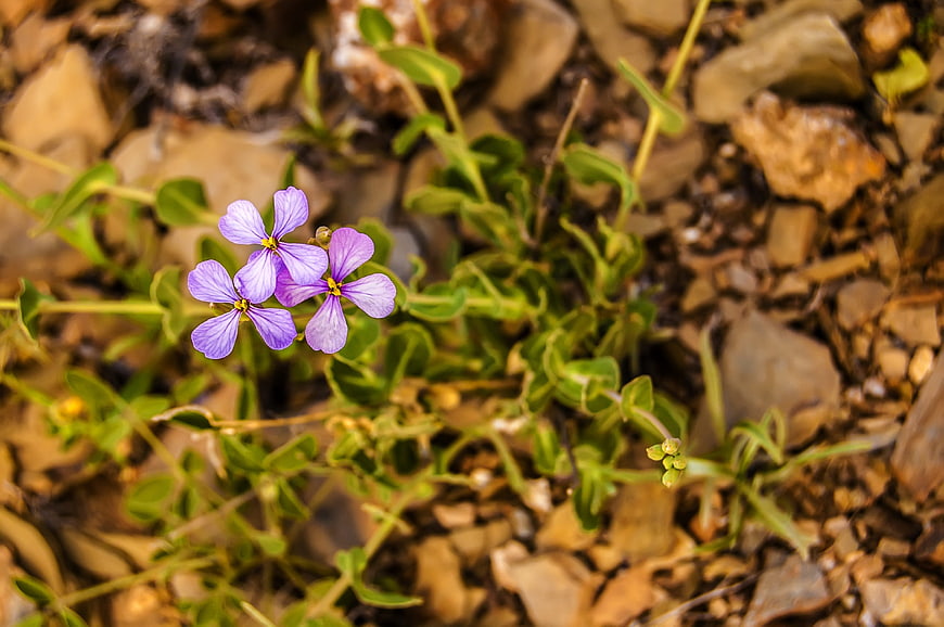 Purple wildflowers blooming among rocks and green leaves