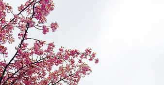 Pink cherry blossom branches against white sky background