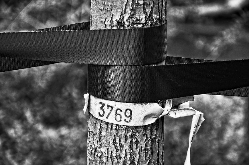 Black and white close-up of tree trunk with support straps and number tag