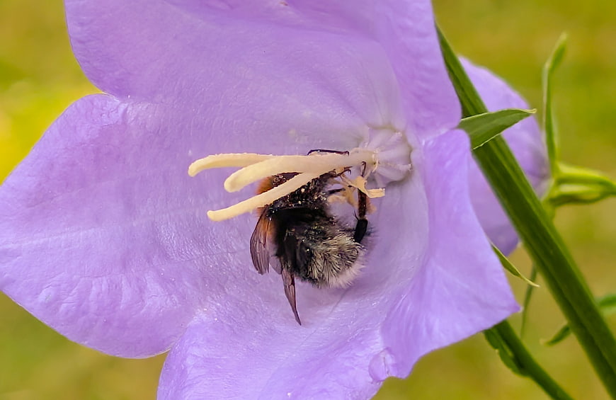 Bumblebee Pollinating Purple Bellflower Close-Up
