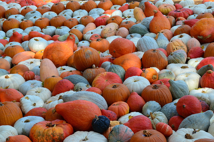 Colorful Variety of Pumpkins and Squash for Autumn Harvest