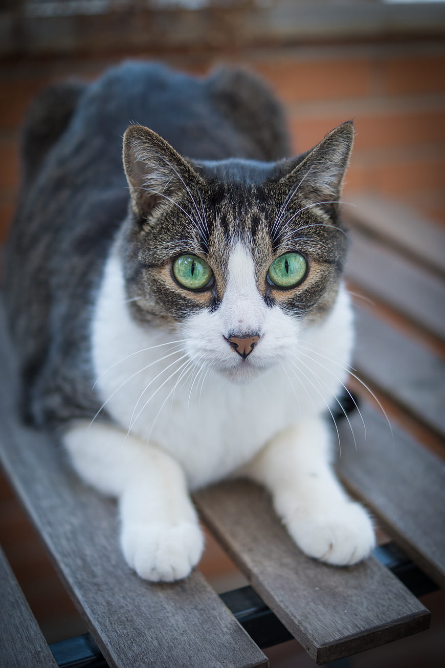 Portrait of a Tabby and White Cat with Green Eyes