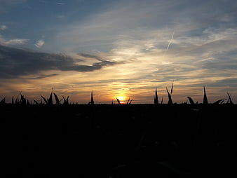 Silhouette of cornfield against golden sunset sky