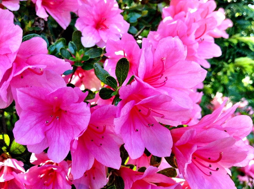 Vibrant Pink Azalea Blossoms in Full Bloom