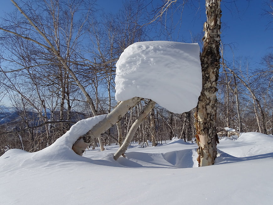 Snow-covered birch tree branch in winter forest landscape