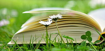 Open book with daisies in green grass meadow