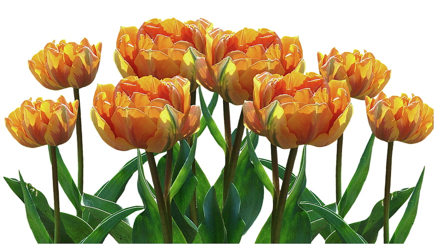 Vibrant Orange Tulips Isolated on White Background