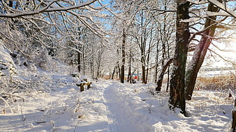 Snowy Winter Forest Path with Sunlight and Trees
