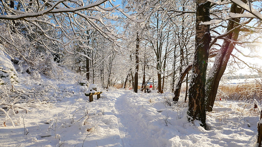 Snowy Winter Forest Path with Sunlight and Trees