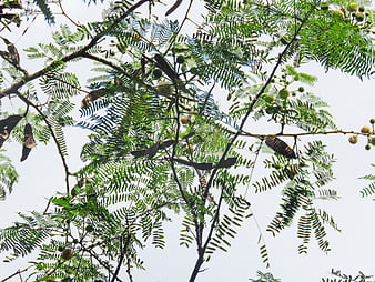Low angle view of green fern-like leaves and seed pods against sky