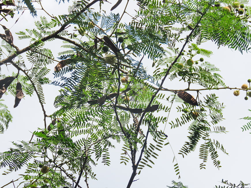 Low angle view of green fern-like leaves and seed pods against sky
