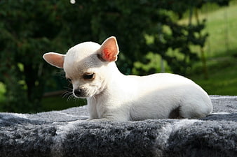 White Chihuahua Puppy Lying On Gray Blanket In Garden