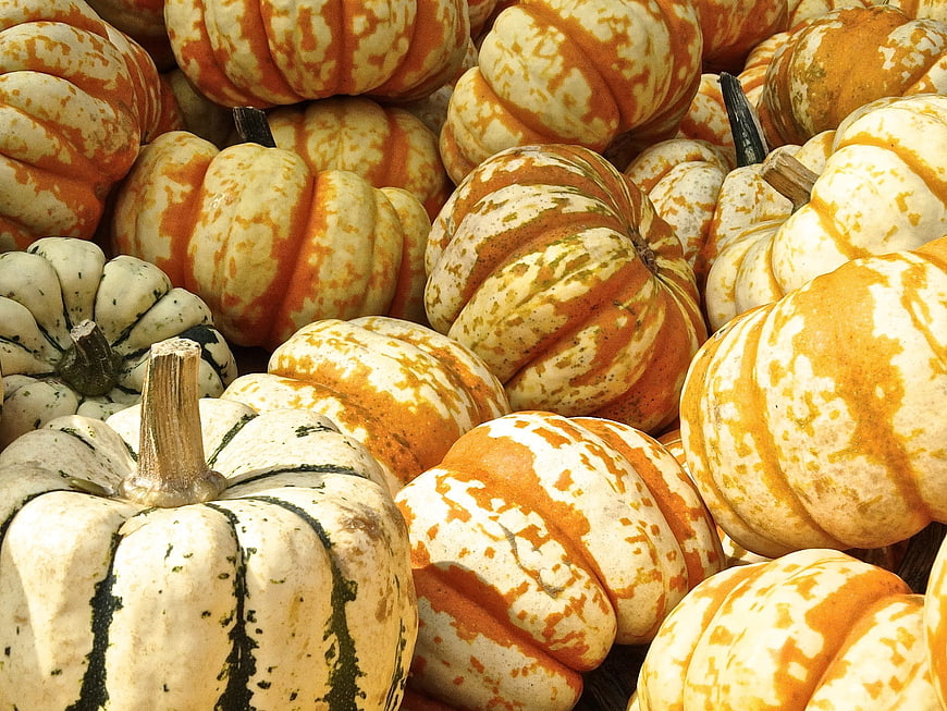 Close-up of colorful striped pumpkins and gourds