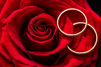 Gold wedding rings on a vibrant red rose petal