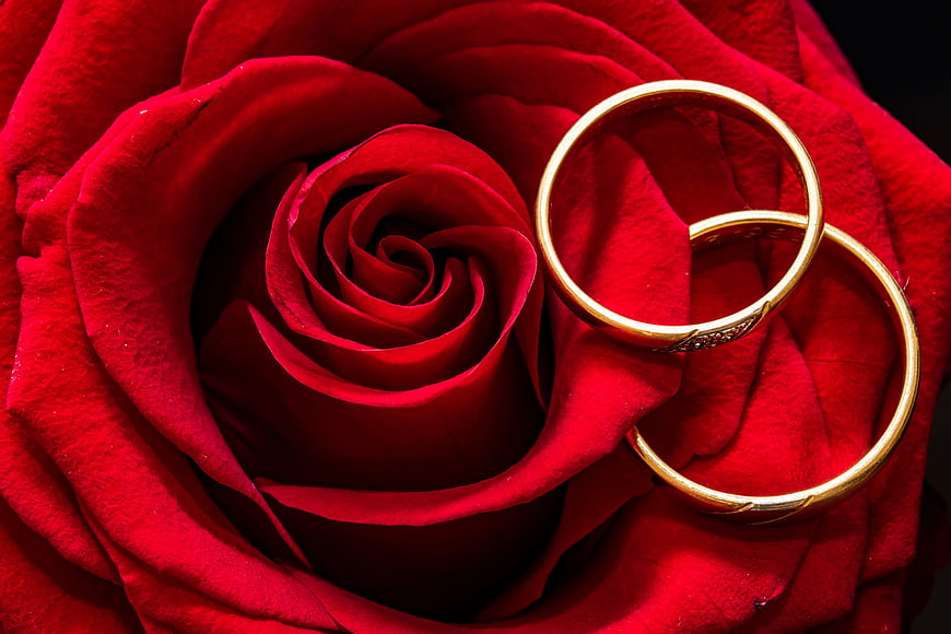 Gold wedding rings on a vibrant red rose petal