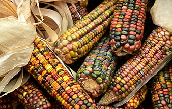 Close-up of colorful ornamental corn cobs with dried husks