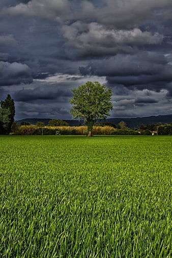 Lone Tree in Green Field Under Stormy Sky