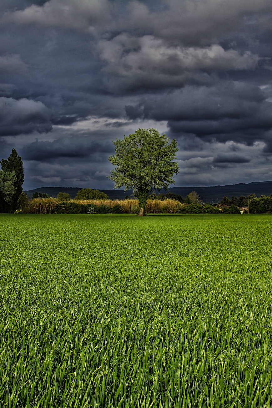 Lone Tree in Green Field Under Stormy Sky