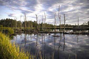 Dead Trees in Lake with Cloudy Sky Reflection