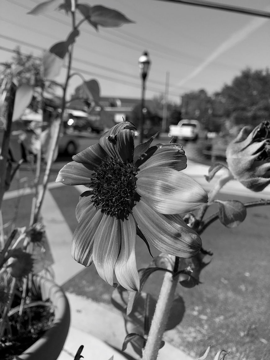 Black and white close-up of a wilting sunflower
