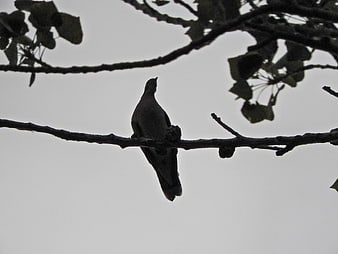 Silhouette of a Dove Perched on a Tree Branch