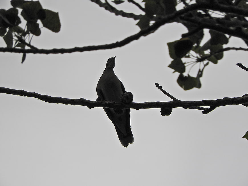 Silhouette of a Dove Perched on a Tree Branch