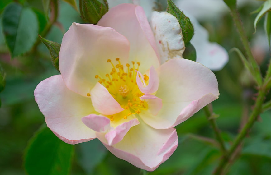 Close-up of delicate pink and yellow wild rose flower