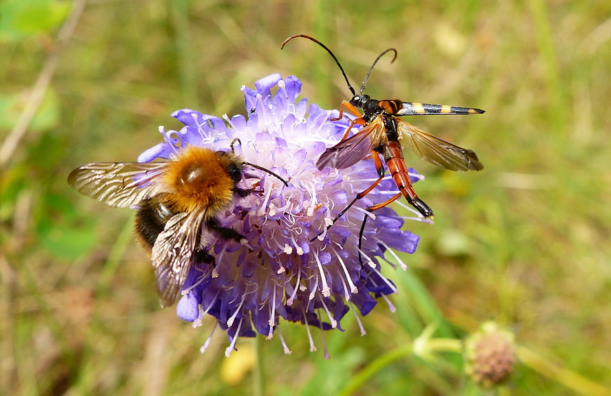 Bumblebee and Clearwing Moth Pollinating Purple Scabious Flower
