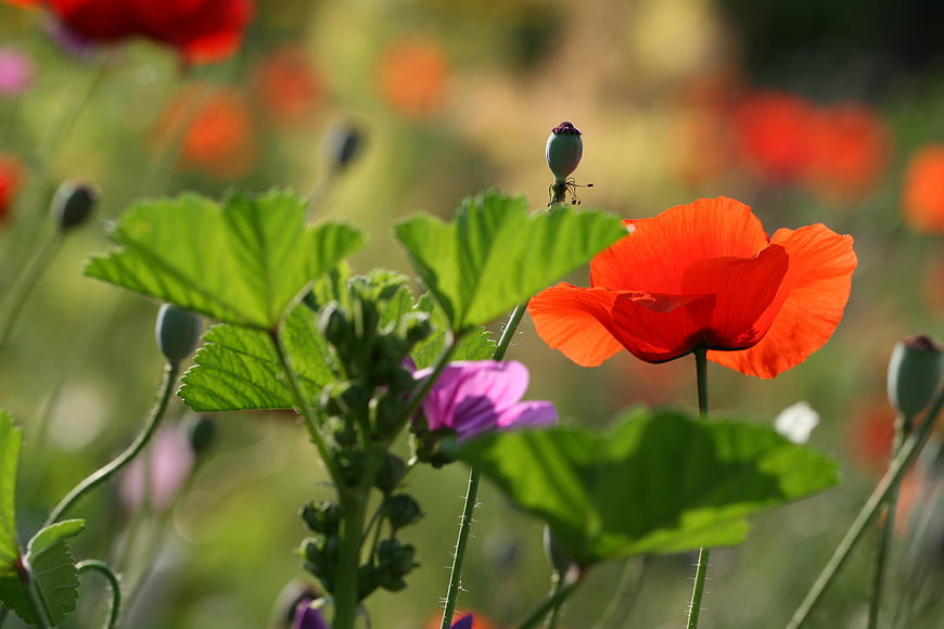 Vibrant Red Poppy Flower in Sunlit Meadow