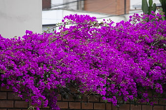 Vibrant purple bougainvillea flowers cascading over a brick wall