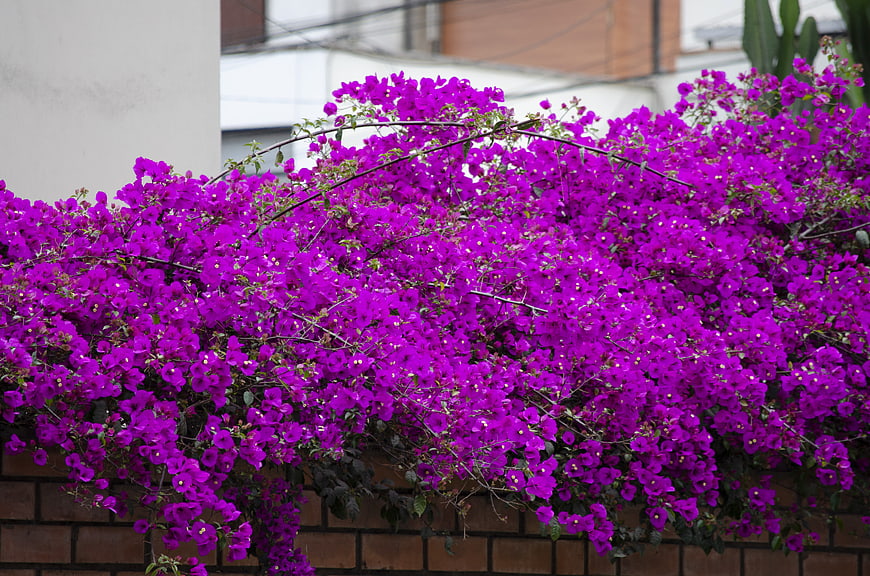 Vibrant purple bougainvillea flowers cascading over a brick wall
