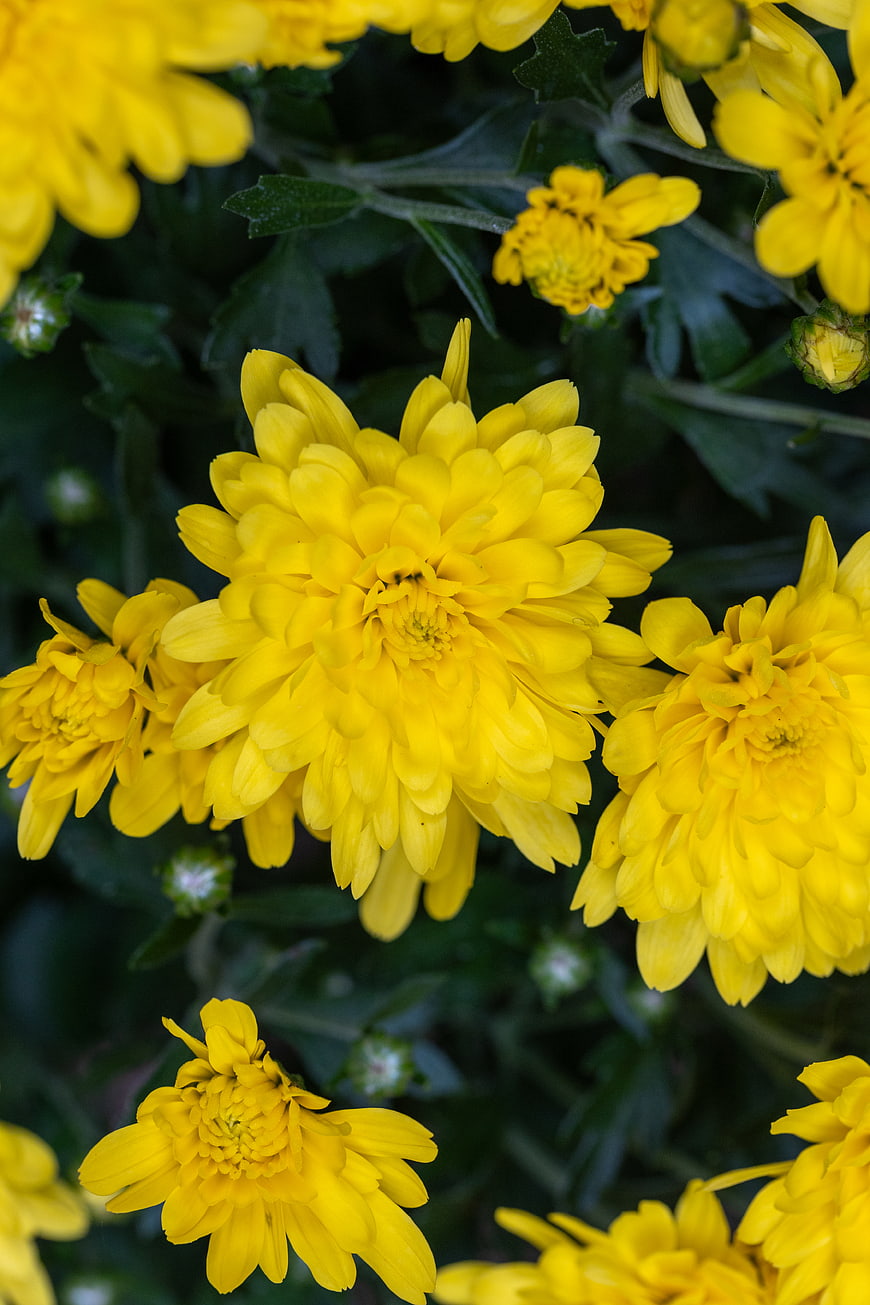 Close-up of vibrant yellow chrysanthemum flowers in bloom