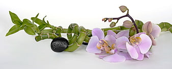Lucky Bamboo and Pink Orchids with Relax Stone on White Background