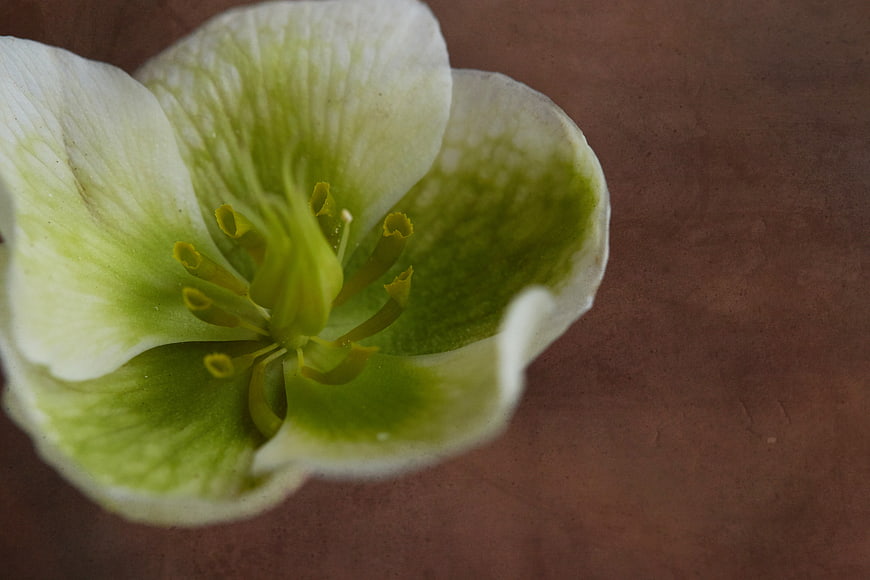 Close-up of white and green hellebore flower on brown background