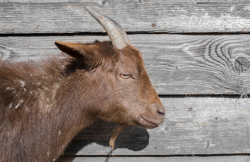 Profile of a brown goat against a weathered wooden fence