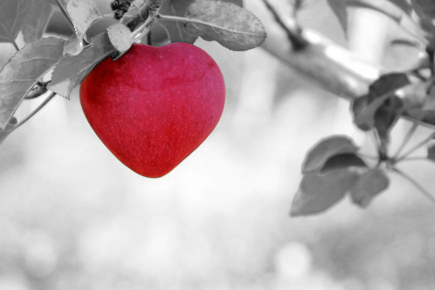 Red Heart-Shaped Apple on Tree Branch