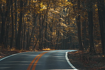 Winding asphalt road through a dense autumn forest with golden sunlight