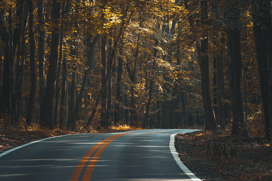 Winding asphalt road through a dense autumn forest with golden sunlight